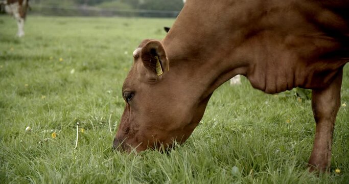 Brown cow grazing in field with herd of cows in background