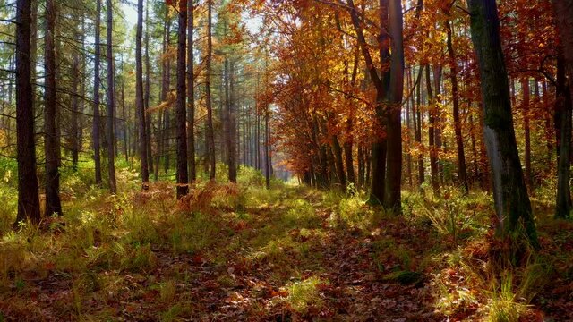 Moving on path in autumn forest with falling leaves and rays of shining sun