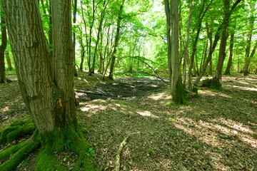 Dried up river bed due to a lack of rain in Charwood, Surrey.
