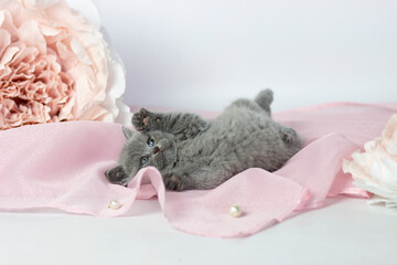 Fototapeta na wymiar British shorthair kitten posing on a pink background. Cute cat. Pet life