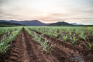Australian Sugarcane Fields and Landscape