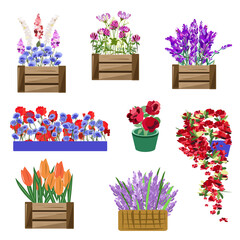 Set of flower seedlings in boxes and pots