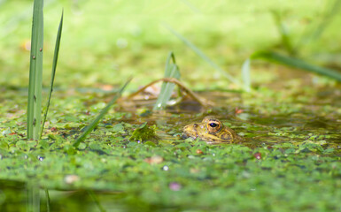 A frog stalks a mosquito in the pond