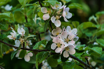 Delicate flowers and buds of an apple tree on a branch in the garden.