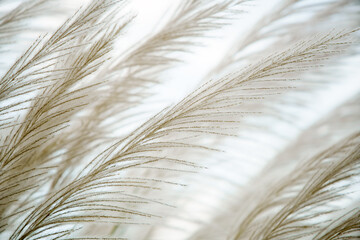 wind blowing beautiful white tall reeds flower