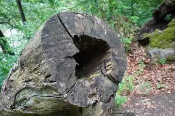 Forest in the Carpathian mountains 