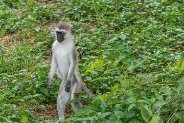 Vervet Monkey is looking for Food in standing Position at the Tarangire National Park, Tansania