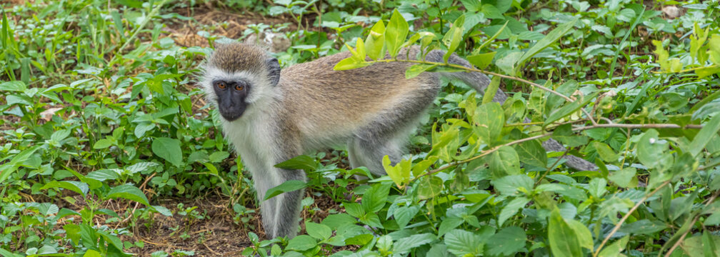 Vervet Monkey is go through high Grass at the Tarangire National Park, Tansania