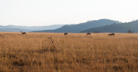 African Wildlife