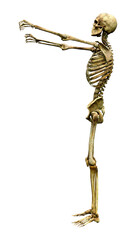 3D Rendering Human Skeleton on White