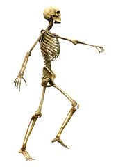 3D Rendering Human Skeleton on White