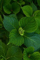 green leaf  close up