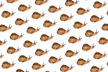 Land Snail pattern on white background