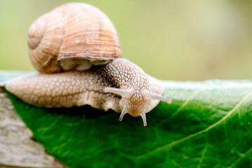 Close-up of burgundy snail walking on the leaf,Roman snail, edible snail or escargot.Speed concept. February 26 Day of slowness. August 17 is the day of awakened snails