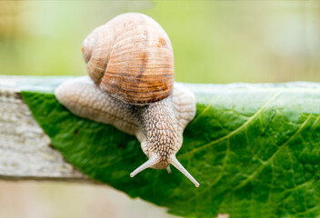 Close-up of burgundy snail walking on the leaf,Roman snail, edible snail or escargot.Speed concept. February 26 Day of slowness. August 17 is the day of awakened snails