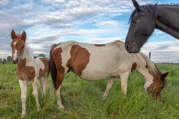 Foal with his mother in a pasture in the French countryside in spring