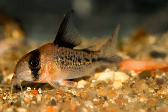 Aquarium fish. The pink corydoras (Corydoras axelrodi) is a tropical freshwater fish belonging to the Corydoradinae sub-family of the Callichthyidae family.