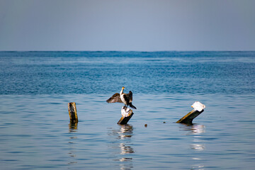 Large cormorants sit on metal snags in the middle of the black sea. Medium sized bird species rest and dry their wings and feathers in the sun