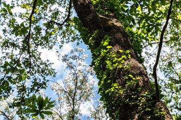 En forêt avec chêne en gros plan