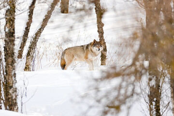 Canis Lupus strolling amidst bare trees on snow at park