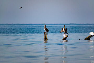 Large cormorants sit on metal snags in the middle of the black sea. Medium sized bird species rest and dry their wings and feathers in the sun