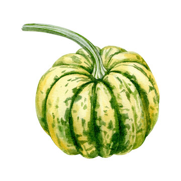 Pumpkin. Hand drawn watercolor painting on white background.