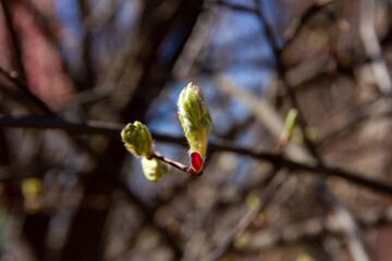 buds on tree branches in spring sunny day