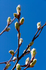 buds on tree branches in spring sunny day