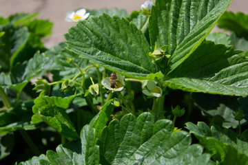green leaves of a plant