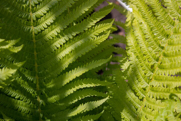 green fern leaves