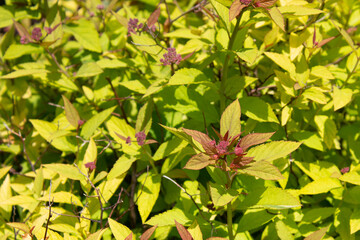 green leaves background