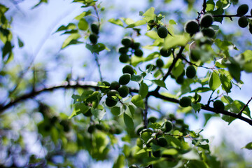 green leaves against blue sky