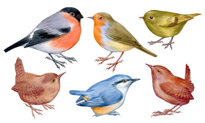 Set of handpaintig watercolor forest birds. Close-up small birds on white background. For posters, textile design, postcard and ornithology magazine.
