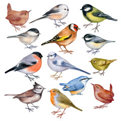 Set of handpaintig watercolor forest birds isolated on white. Close-up small birds on white background. For posters, textile design, postcard and ornithology magazine. - obrazy, fototapety, plakaty