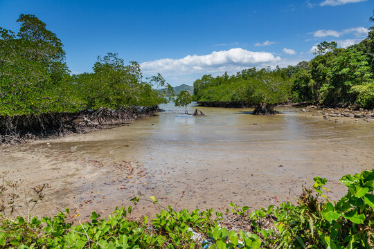 photograph of young mangrove growing at the edge of beach in Ambong, Tuaran district
