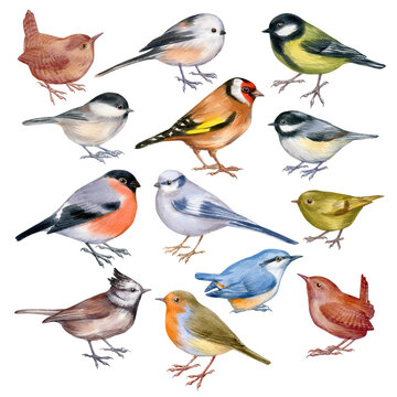 Set of handpaintig watercolor forest birds isolated on white. Close-up small birds on white background. For posters, textile design, postcard and ornithology magazine.