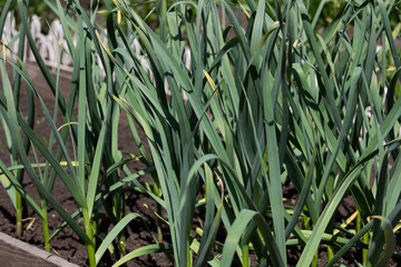 rows of green garlic