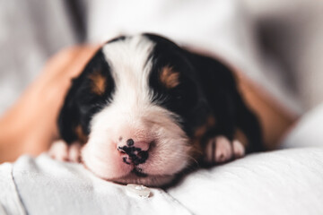 Bernese mountain dog puppy in female hands, care for animals, newborns