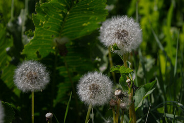 dandelion seed head