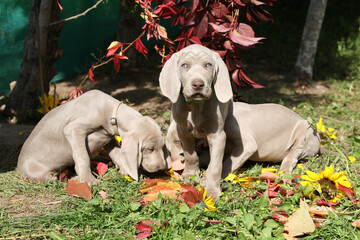 Beautiful puppies of Weimaraner Vorsterhund with flowers and leaves