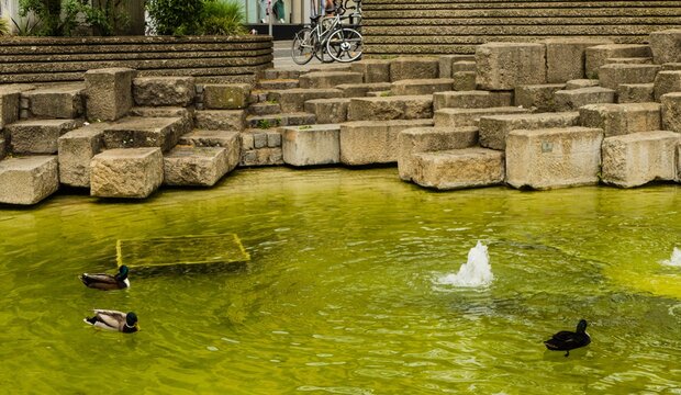 Enten in Springbrunnen Bamberg