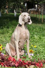 Nice Weimaraner Vorsterhund with red leaves