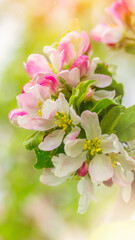 Blossom Apple Tree in April on a transparent spring day in bright sunlight. Web banner, screen, mobile app colorful design