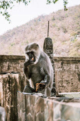a small gray monkey sits and eats on a stone wall in asia 1