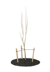 A just planted sapling in the garden. Isolated on white background. 3D illustration