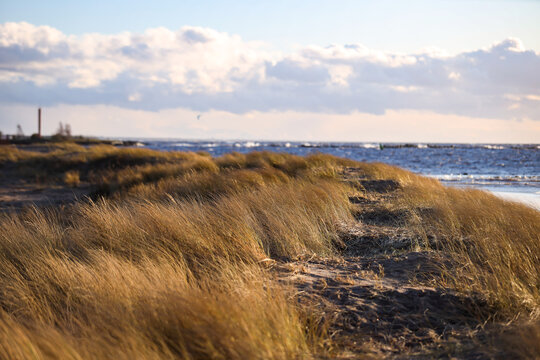 Seaside Shore View Of Sea Weed Near Baltic Sea Shore Shaking In Strong Wind.