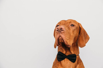 Beautiful red vizsla dog in a bow tie as a gentleman. Business style dog.