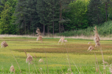 View over a grass field towards the edge of a dense dutch forest