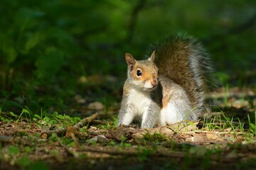 squirrel in the park