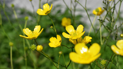 Fototapeta premium Acker-Hahnenfuß, Ranunculus arvensis, Hahnenfuß als Bienenfutter im Garten, Wildlbume gegen Bienensterben